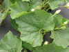 Lagenaria siceraria Guoguohulu; feuilles