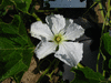 Lagenaria siceraria Guoguohulu; fleurs-M