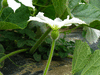 Lagenaria siceraria Guoguohulu; fleurs-F