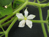 Lagenaria siceraria Xiaohulu; fleurs-F