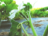 Lagenaria siceraria Xiaohulu; fleurs-F