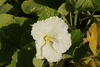 Lagenaria siceraria Xiaohulu; fleurs-M