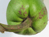 Lagenaria siceraria Massue comestible; pedoncules