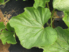 Lagenaria siceraria Massue comestible; feuilles