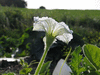 Lagenaria siceraria Mini Brazil; fleurs-M