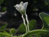 Lagenaria siceraria Mini Brazil; fleurs-F