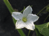 Lagenaria siceraria Mini Brazil; fleurs-F