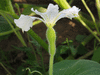 Lagenaria siceraria Gourda; fleurs-F