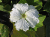 Lagenaria siceraria Gourda; fleurs-M