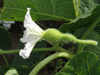 Lagenaria siceraria Rotunda; fleurs-F