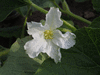 Lagenaria siceraria Rotunda; fleurs-F
