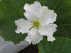 Lagenaria siceraria Rotunda; fleurs-M