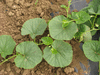 Lagenaria siceraria Rotunda; feuilles
