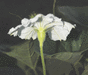 Lagenaria siceraria Rotunda; fleurs-M