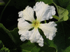 Lagenaria siceraria Figue; fleurs-M