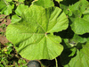 Lagenaria siceraria Figue; feuilles