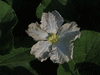 Lagenaria siceraria Figue; fleurs-F