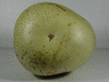 Lagenaria siceraria Figue; ombilics