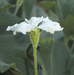 Lagenaria siceraria Figue; fleurs-M