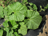 Lagenaria siceraria Strawberry; feuilles
