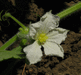 Lagenaria siceraria Strawberry; fleurs-F