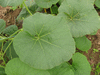 Lagenaria siceraria Gourde mini mini; feuilles