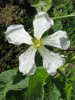 Lagenaria siceraria Gourde mini mini; fleurs-F