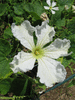 Lagenaria siceraria Gourde mini mini; fleurs-M