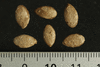 Lagenaria siceraria Gourde mini mini; graines