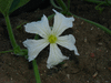 Lagenaria siceraria Marenka marbre; fleurs-F