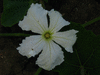 Lagenaria siceraria Marenka marbre; fleurs-M