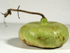 Lagenaria siceraria Aligator; fruits