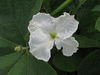 Lagenaria siceraria Aligator; fleurs-M