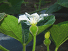Lagenaria siceraria Aligator; fleurs-F