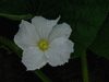 Lagenaria siceraria Aligator; fleurs-F