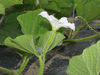 Lagenaria siceraria Verde rampicante; fleurs-F