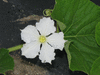 Lagenaria siceraria Verde rampicante; fleurs-F