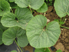 Lagenaria siceraria Gourde  mat; feuilles