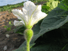 Lagenaria siceraria Gourde  mat; fleurs-F