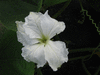 Lagenaria siceraria Gourde  mat; fleurs-M