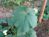 Lagenaria siceraria Indonesian bottle; feuilles