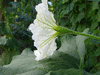 Lagenaria siceraria Indonesian bottle; fleurs-M