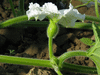 Lagenaria siceraria African kettle gourd; fleurs-F