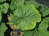 Lagenaria siceraria African kettle gourd; feuilles