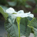 Lagenaria siceraria African kettle gourd; fleurs-M