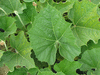 Lagenaria siceraria Gakhaa; feuilles