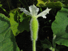 Lagenaria siceraria Gakhaa; fleurs-F