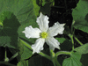 Lagenaria siceraria Gakhaa; fleurs-F