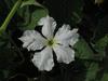 Lagenaria siceraria Gakhaa; fleurs-M