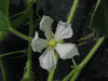 Lagenaria siceraria Bouteille miniature; fleurs-F